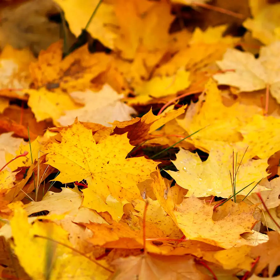 Fallen Leaves Candle