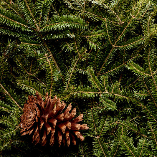 Frasier Fir Candle